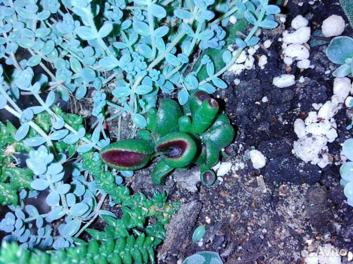 Кактусы и суккуленты