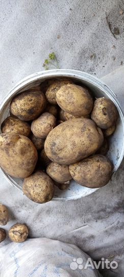 Продам картофель урожай 2023