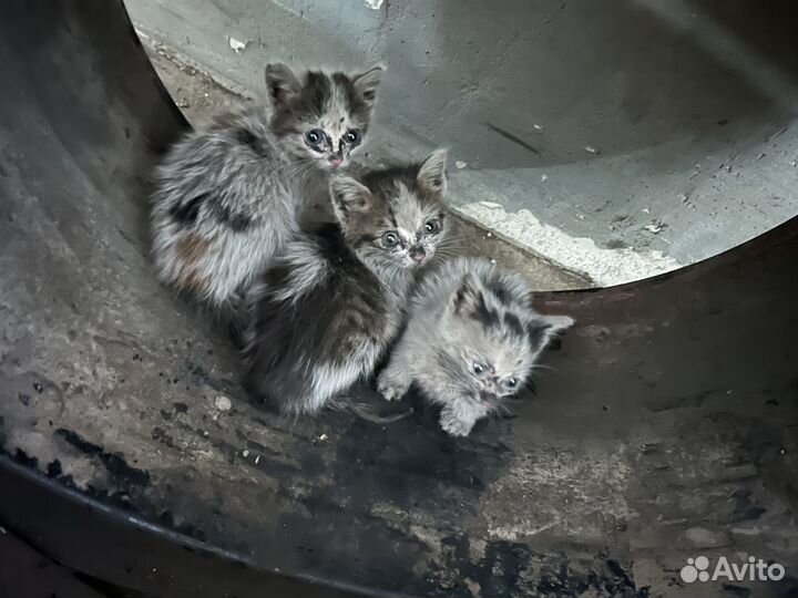 Кошка