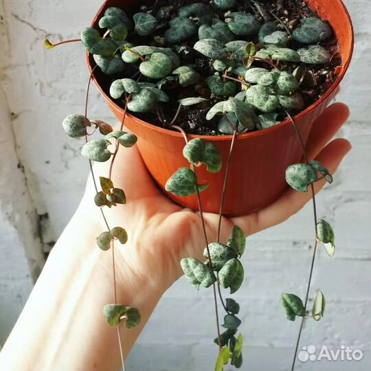 Церопегия вуда. Комнатное растение. Суккуленты