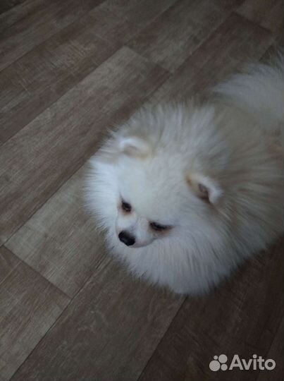 Померанский шпиц вязка кобель