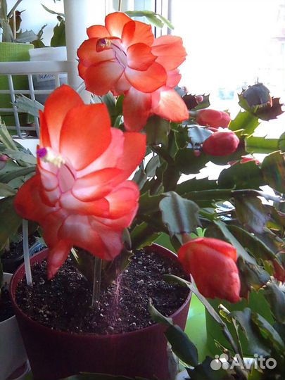 Сортовые шлюмбергера (декабрист)