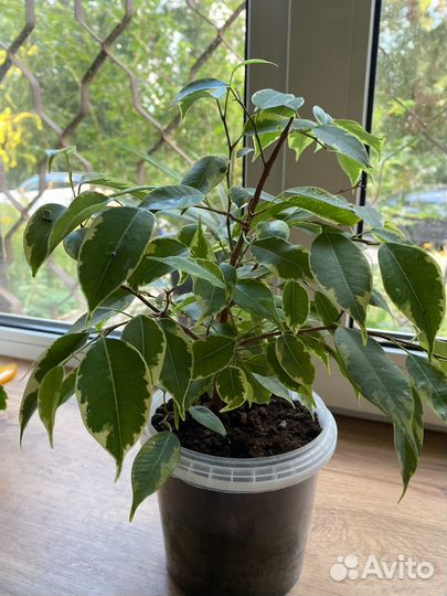 Фикус бенджамина пестролистный