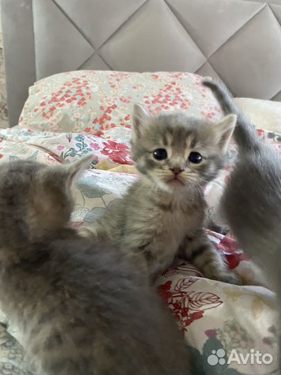 Кошка в дар