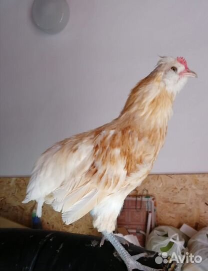 Араукана, петухи