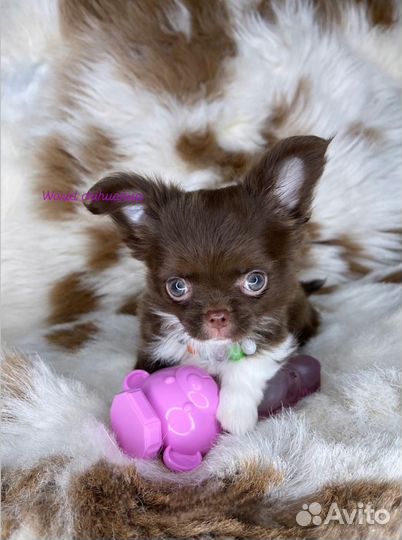 Шикарная Мини Принцесса