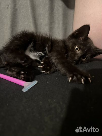 Черный котенок бесплатно