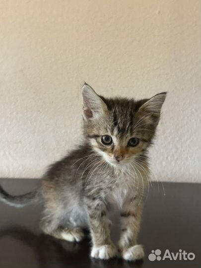 Трехцветная кошечка на счастье