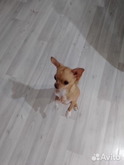 Чихуахуа мини девочка