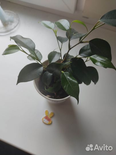Фикус Бенджамина