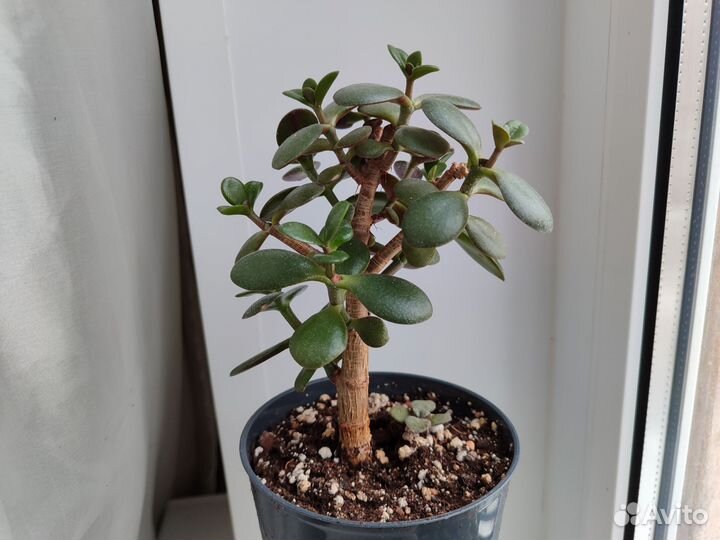 Комнатные растения