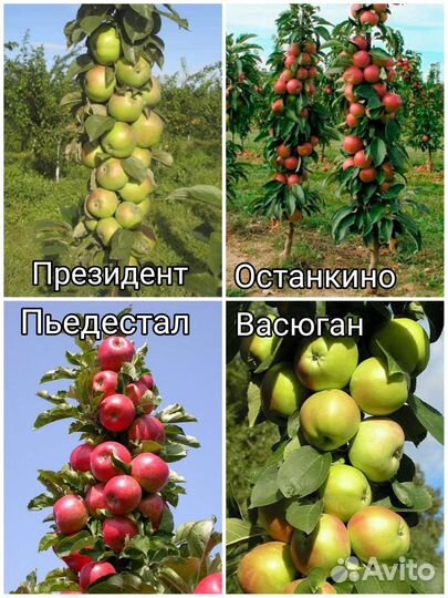 Яблони Колоновидные, 3летки, 1,5м, зкс