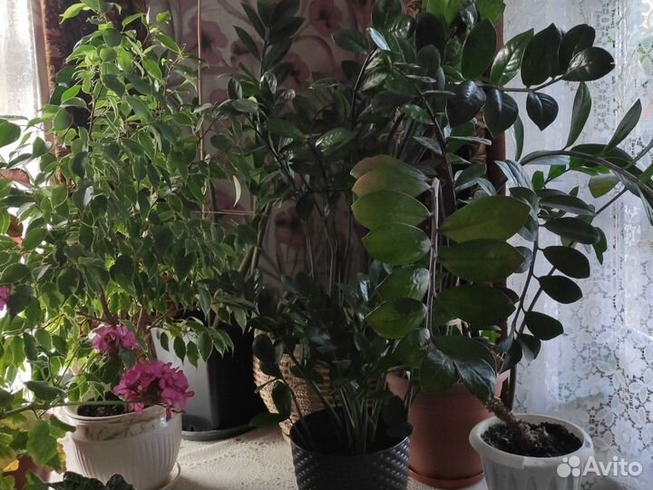 Замиокулькас