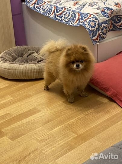 Передержка домашних животных