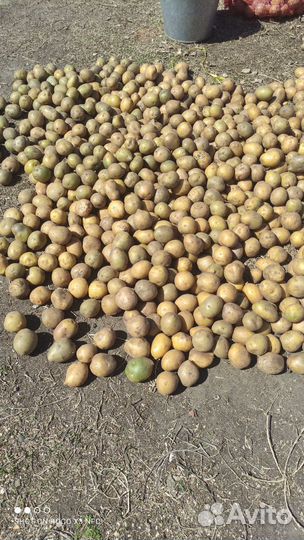 Семенной картофель сортовой (лишнее) сорт Гала