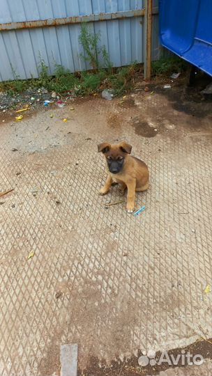 Щенки мальчики