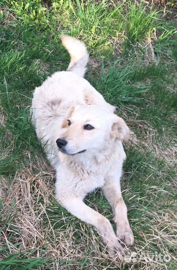 Ищем дом собачке