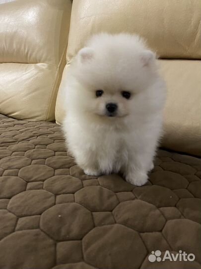 Померанский шпиц девочка