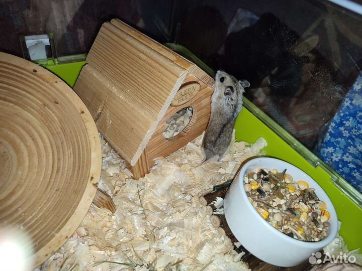 Китайский хомяк