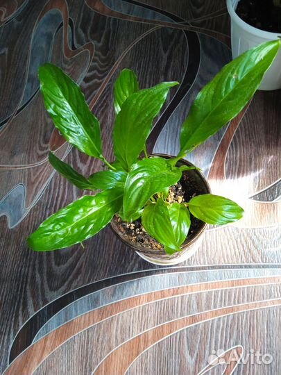 Замиокулькас, спатифиллум и др.комнатные цветы