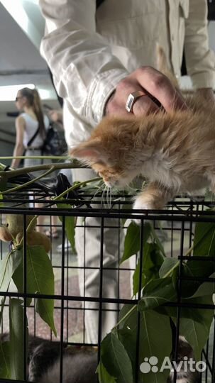 Котята в добрые руки приучены к лотку