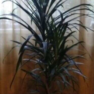 Драцена зелёная пальма молодые растения