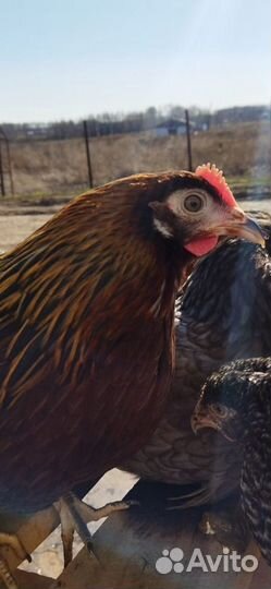 Птице Ферма, в городе Сызрань