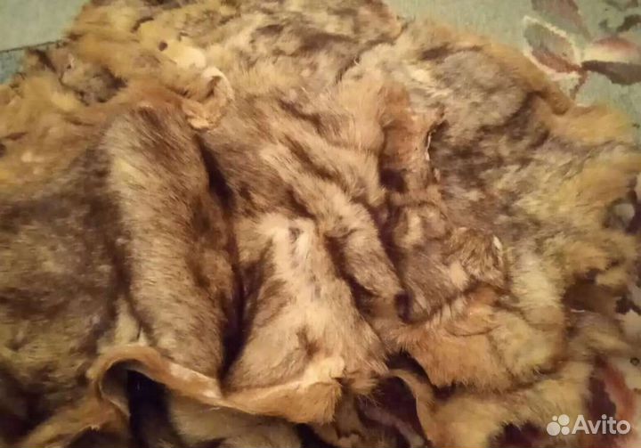 Шкуры сурка