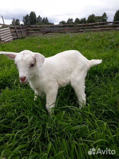 Дойные козы