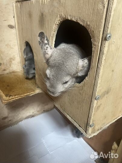 Шиншилла