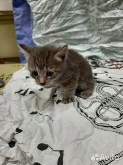 Кроха ищет дом