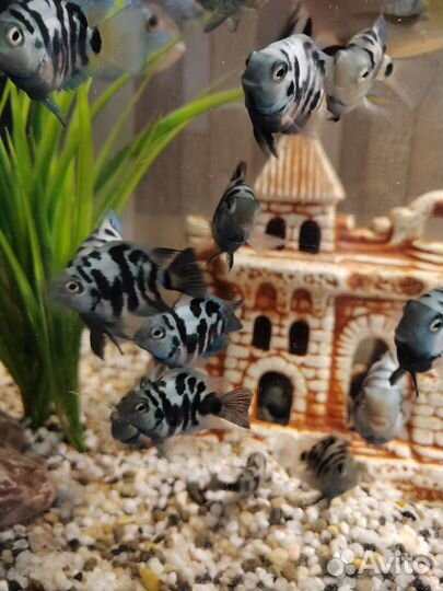 Панды-попугаи рыбки