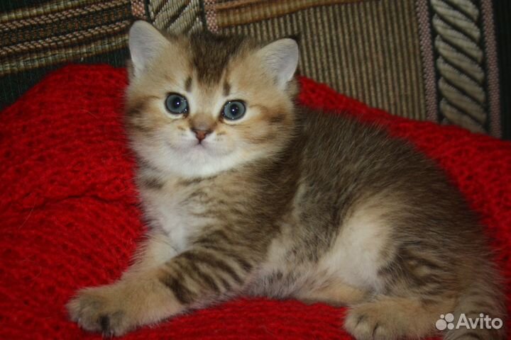 Шотландский котик
