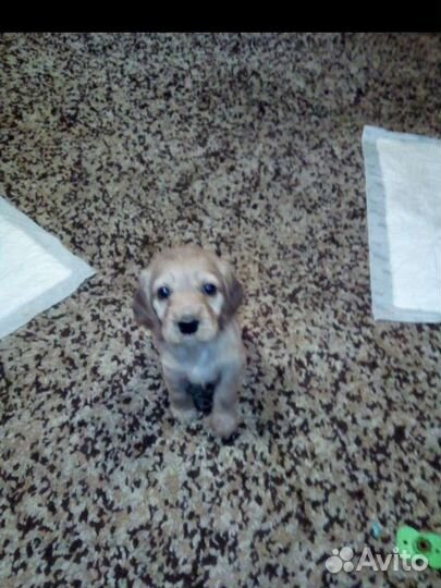 Собаки кокер спаниель