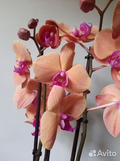 Орхидея Gold Sun 3 цветоноса