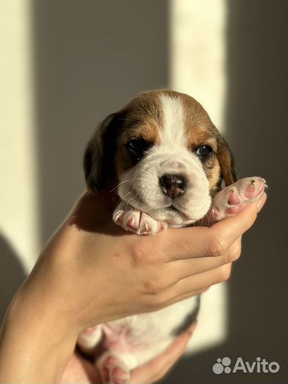 Щенки бигль