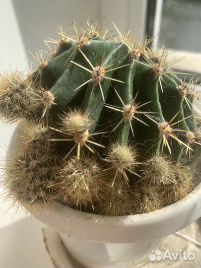 Кактусы и суккуленты