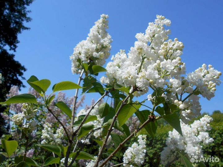 Сирень Мисс Элен