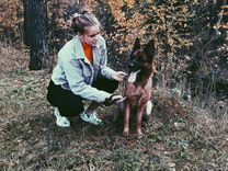 услуги ветеринара. услуги ветеринарной клиники какие. услуги ветеринарной клиники какие. ветеринарная клиника брошюра. рекламный баннер ветеринарной клиники.