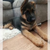 Немецкая овчарка, щенок