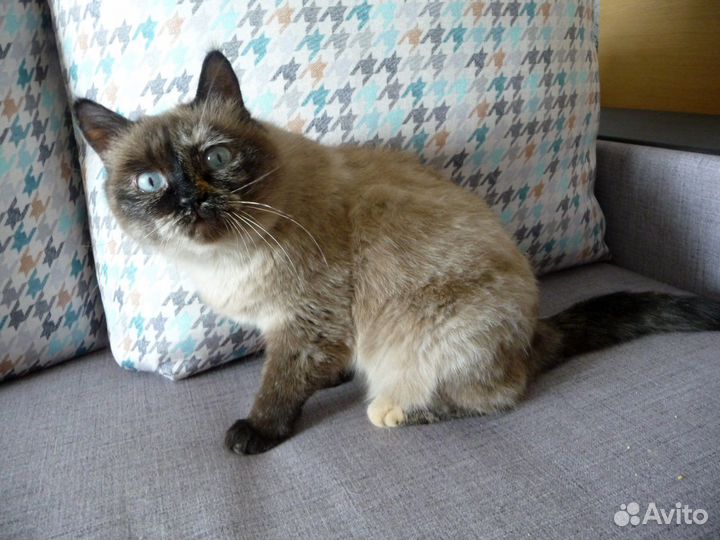 Кошка