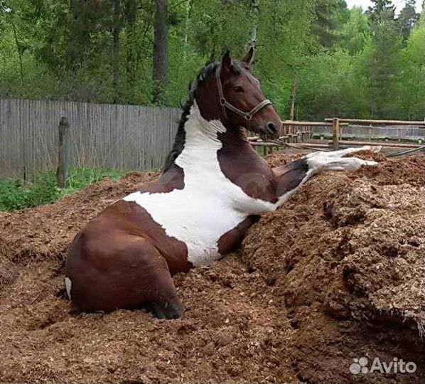 Конский Навоз. П. Матросы