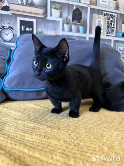 Котята манчкин