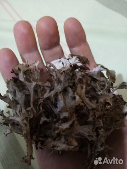 Исландский мох