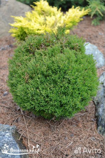 Туя Тедди, цветы и кусты