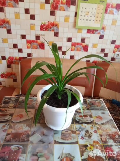 Комнатные цветы