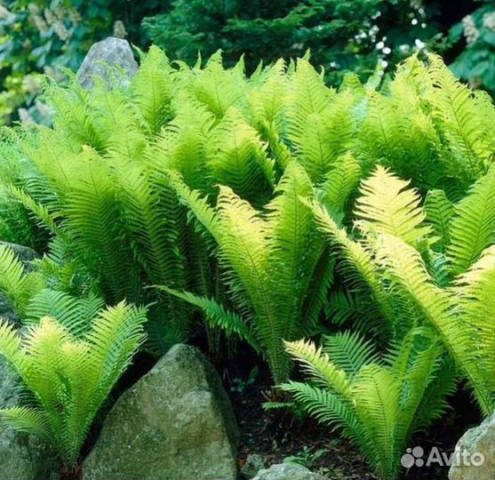 Гортензия древовидная, сирень махровая, лилейники