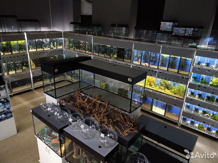 Аквариумные рыбки в Казани - Аквасалон Дискус