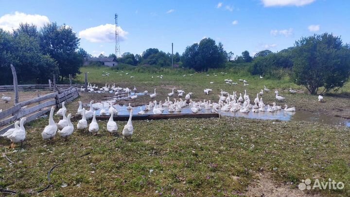 Гуси (племенное стадо)