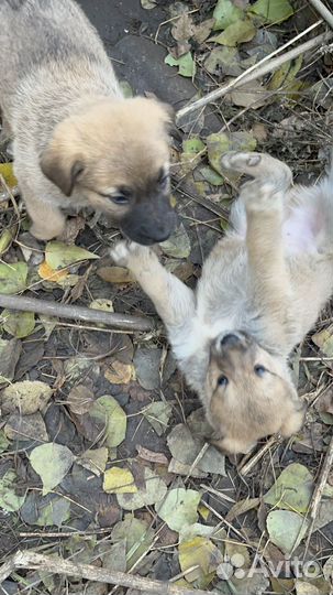 Собака в добрые руки щенок